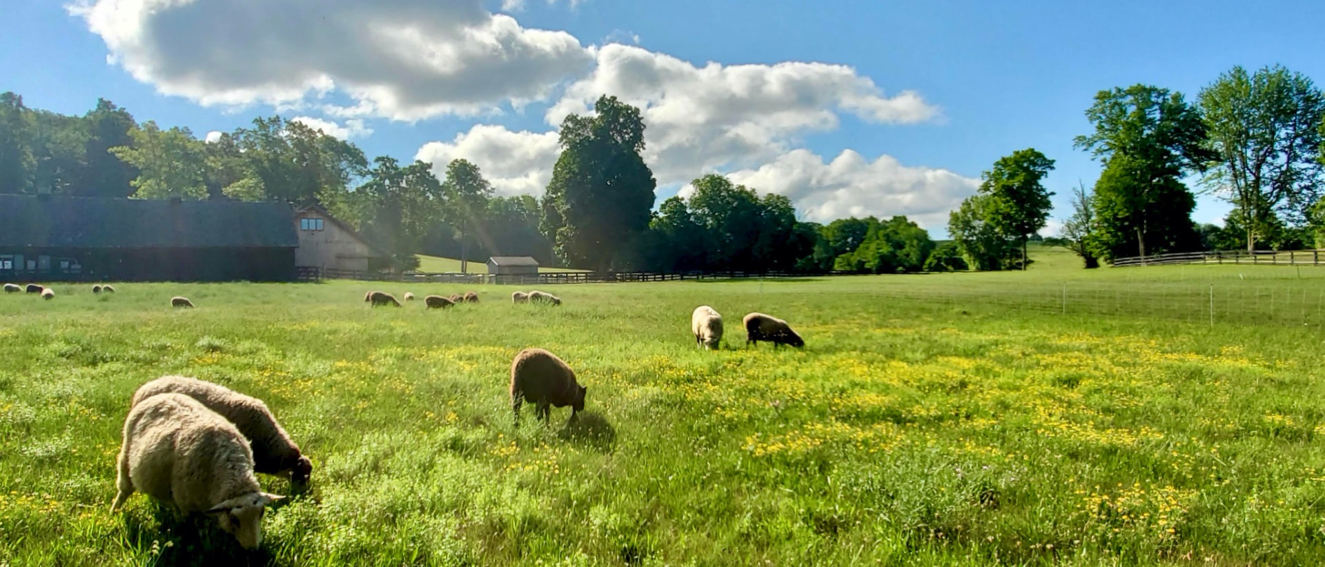 Finnsheep grazing on the pastures at Point of View Farm